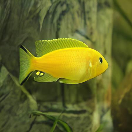 Pseudotropheus Daktari Malawi African Cichlid - Real Aquatics