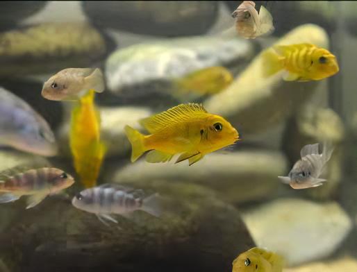 Pseudotropheus Daktari Malawi African Cichlid - Real Aquatics