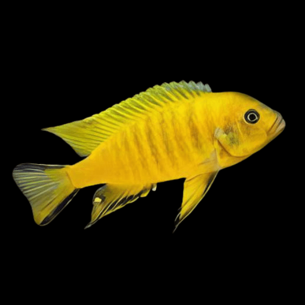 Pseudotropheus Daktari Malawi African Cichlid - Real Aquatics