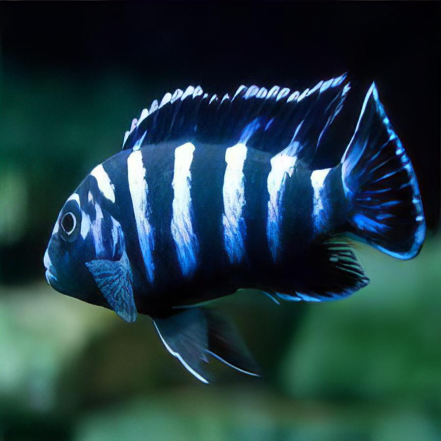 Pseudotropheus Demasoni Malawi African Cichlid - Real Aquatics