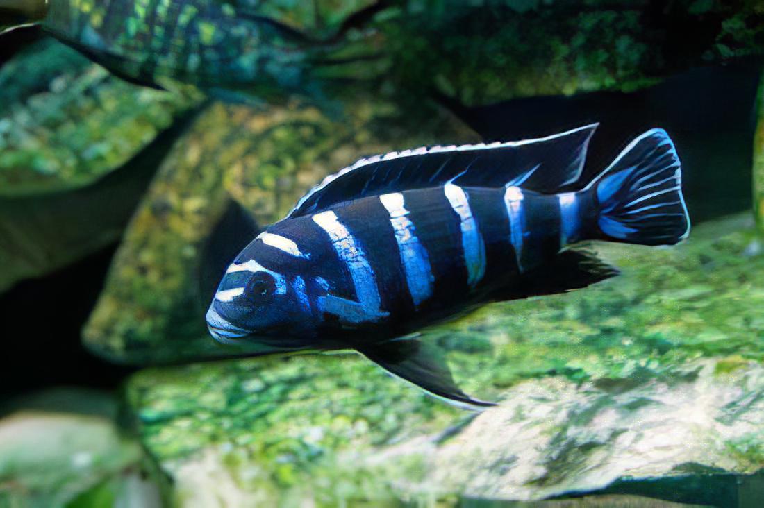 Pseudotropheus Demasoni Malawi African Cichlid - Real Aquatics