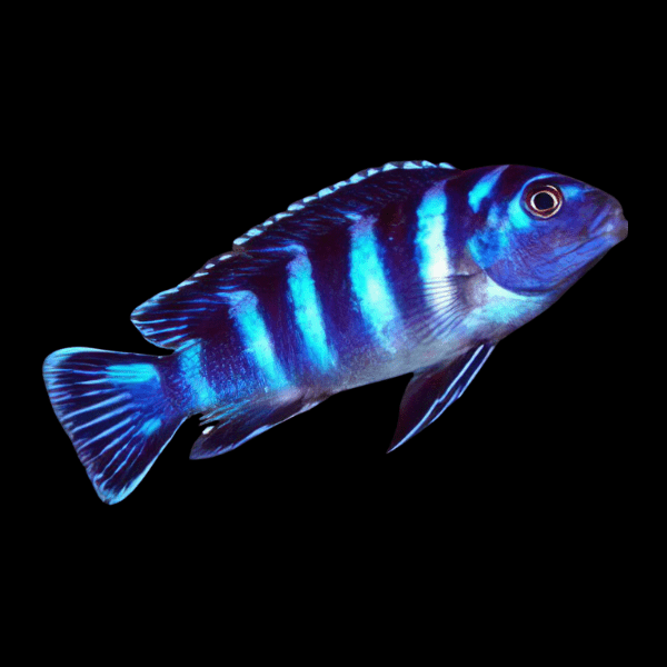 Pseudotropheus Demasoni Malawi African Cichlid - Real Aquatics