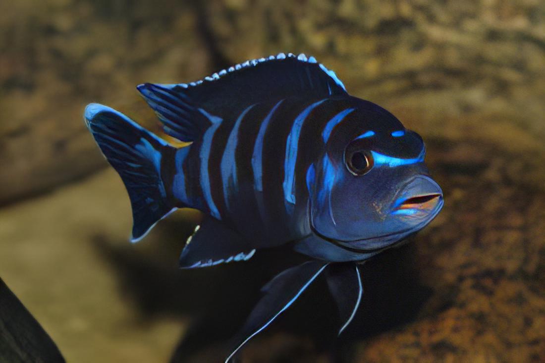 Pseudotropheus Demasoni Malawi African Cichlid - Real Aquatics