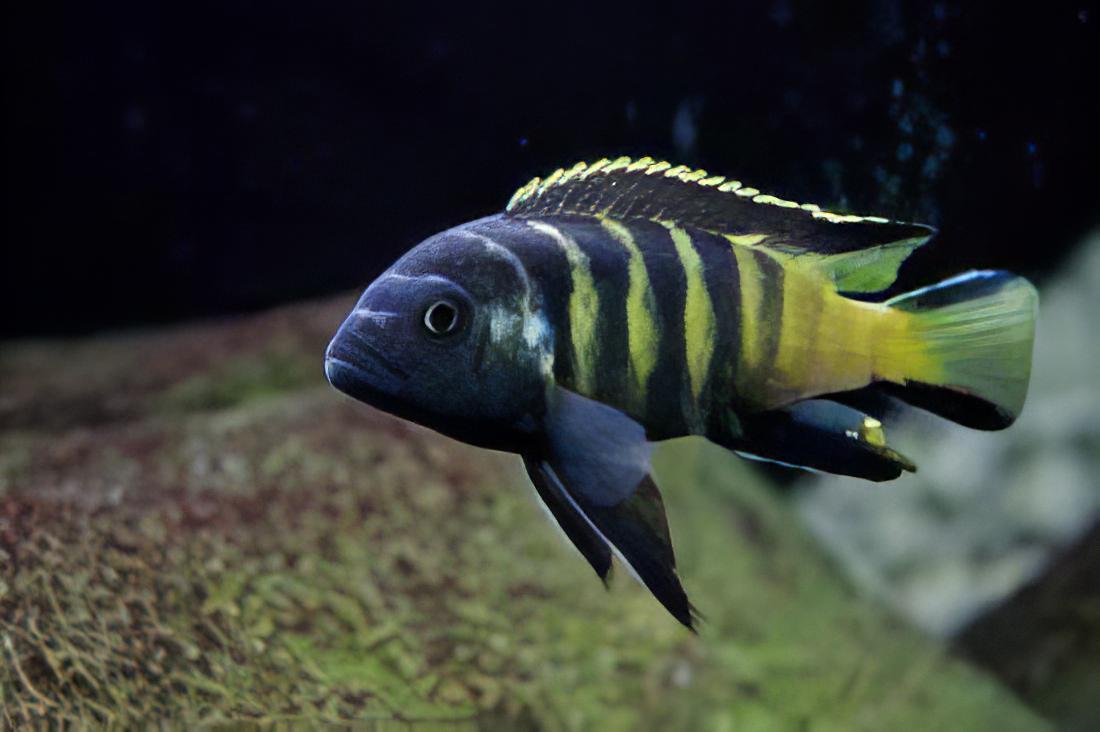 Pseudotropheus Elongatus Chailosi Malawi African Cichlid - Real Aquatics