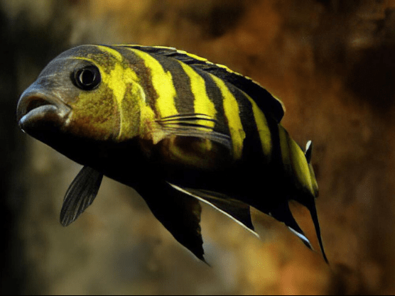 Pseudotropheus Elongatus Chailosi Malawi African Cichlid - Real Aquatics