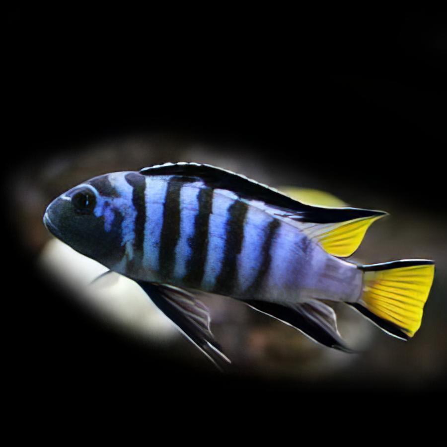 Pseudotropheus Elongatus Mpanga Malawi African Cichlid - Real Aquatics
