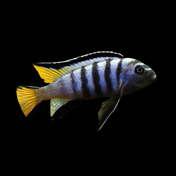 Pseudotropheus Elongatus Mpanga Malawi African Cichlid - Real Aquatics