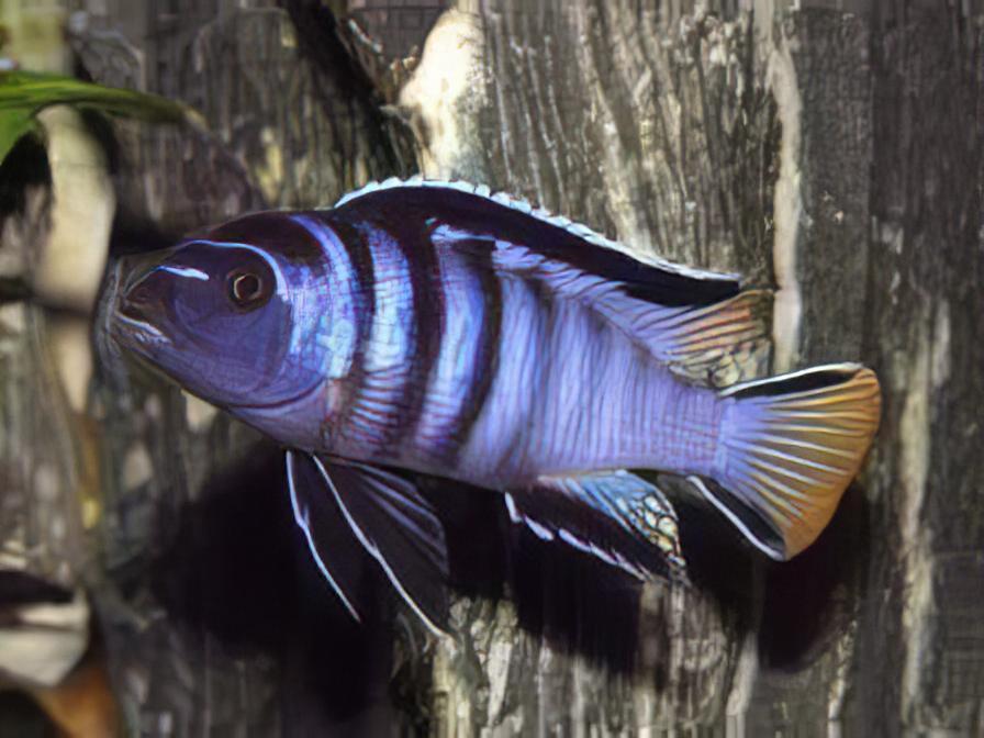 Pseudotropheus Elongatus Mpanga Malawi African Cichlid - Real Aquatics