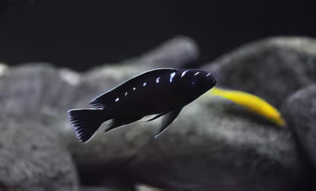 Pseudotropheus Elongatus Neon Spot Malawi African Cichlid - Real Aquatics