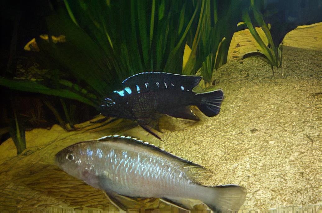 Pseudotropheus Elongatus Neon Spot Malawi African Cichlid - Real Aquatics