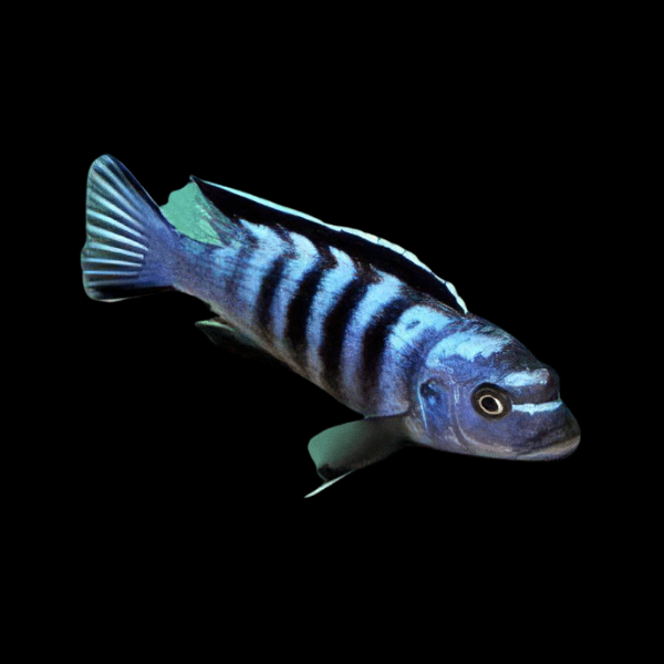 Pseudotropheus Elongatus Ornatus Malawi African Cichlid - Real Aquatics
