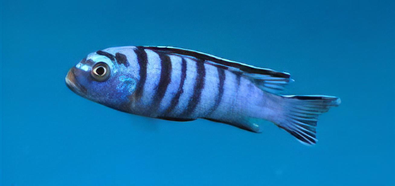Pseudotropheus Elongatus Ornatus Malawi African Cichlid - Real Aquatics