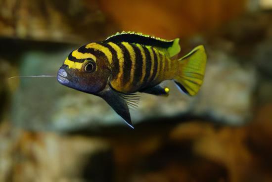 Pseudotropheus Flavus Malawi African Cichlid - Real Aquatics