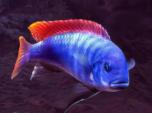 Pseudotropheus Greshakei Malawi African Cichlid - Real Aquatics