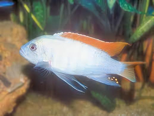 Pseudotropheus Greshakei Albino Malawi African Cichlid - Real Aquatics