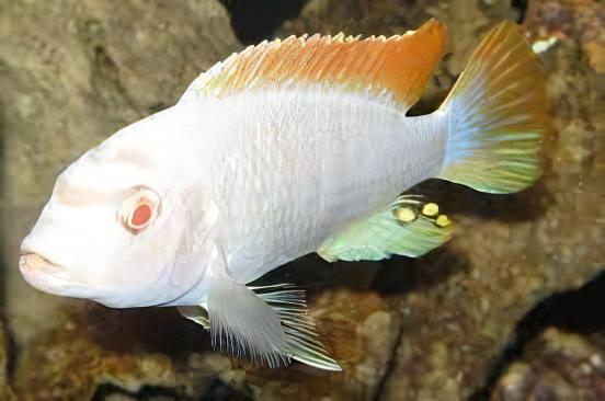 Pseudotropheus Greshakei Albino Malawi African Cichlid - Real Aquatics