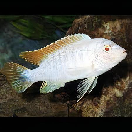 Pseudotropheus Greshakei Albino Malawi African Cichlid - Real Aquatics