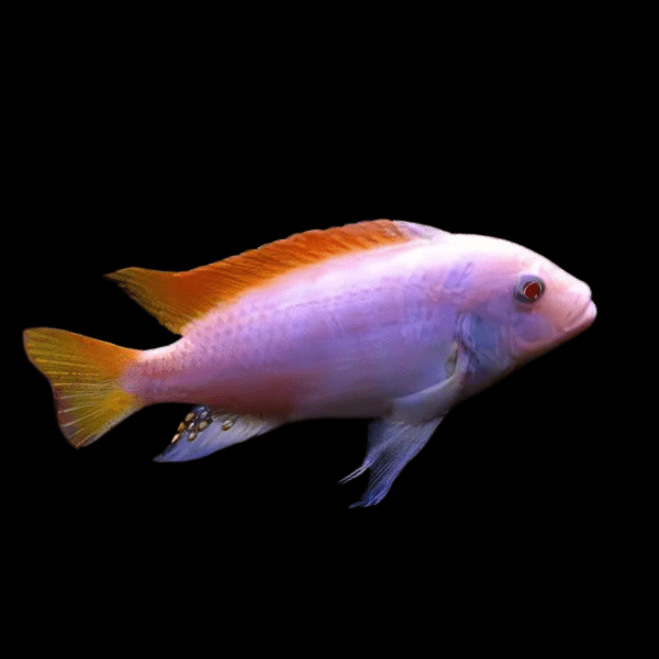Pseudotropheus Greshakei Albino Malawi African Cichlid - Real Aquatics