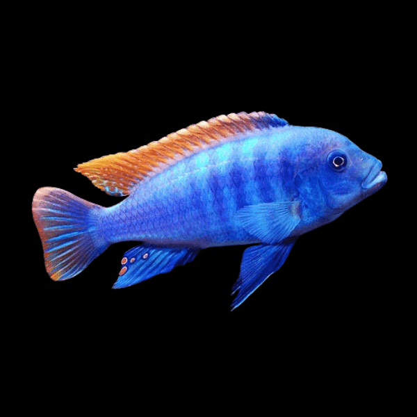 Pseudotropheus Greshakei Malawi African Cichlid - Real Aquatics