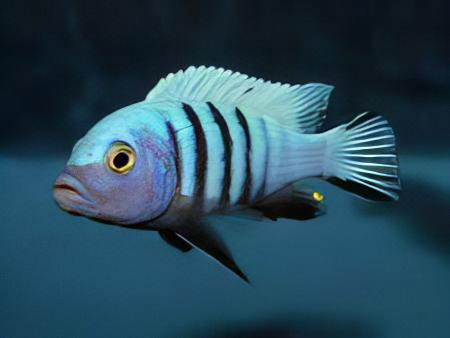Pseudotropheus Kingsizei Malawi African Cichlid - Real Aquatics