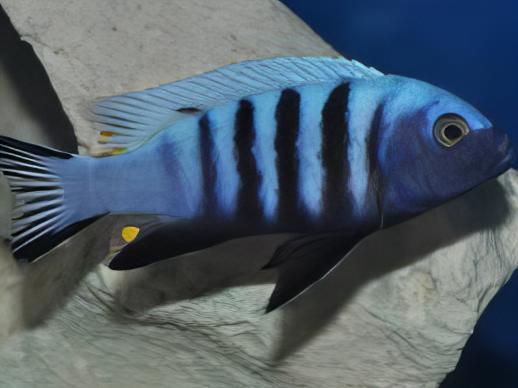 Pseudotropheus Kingsizei Malawi African Cichlid - Real Aquatics