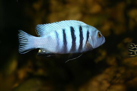 Pseudotropheus Kingsizei Malawi African Cichlid - Real Aquatics