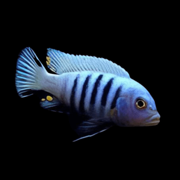 Pseudotropheus Kingsizei Malawi African Cichlid - Real Aquatics