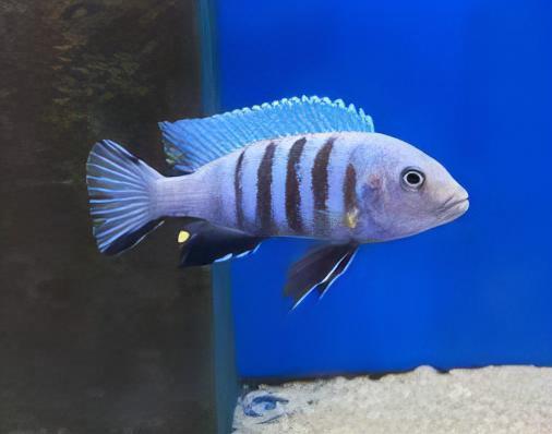 Pseudotropheus Kingsizei Malawi African Cichlid - Real Aquatics