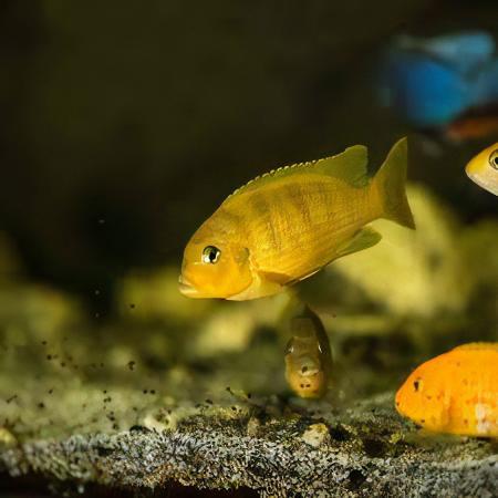 Pseudotropheus Lombardoi Malawi African Cichlid - Real Aquatics