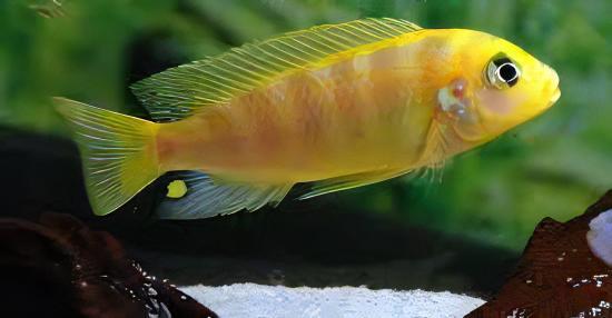 Pseudotropheus Lombardoi Malawi African Cichlid - Real Aquatics