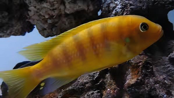 Pseudotropheus Lombardoi Malawi African Cichlid - Real Aquatics