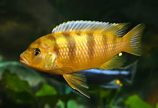 Pseudotropheus Lombardoi Malawi African Cichlid - Real Aquatics