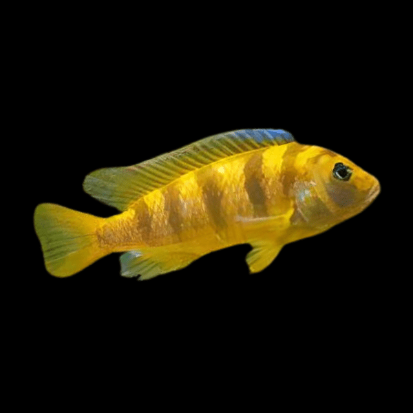 Pseudotropheus Lombardoi Malawi African Cichlid - Real Aquatics
