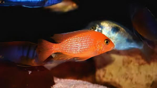 Pseudotropheus Maylandia Zebra Red Malawi African Cichlid - Real Aquatics
