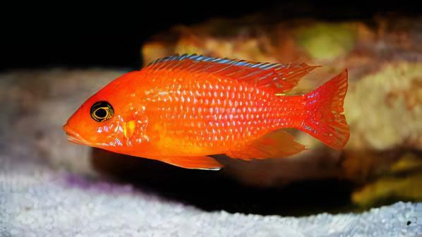 Pseudotropheus Maylandia Zebra Red Malawi African Cichlid - Real Aquatics