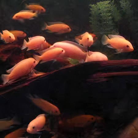 Pseudotropheus Maylandia Zebra Red Malawi African Cichlid - Real Aquatics