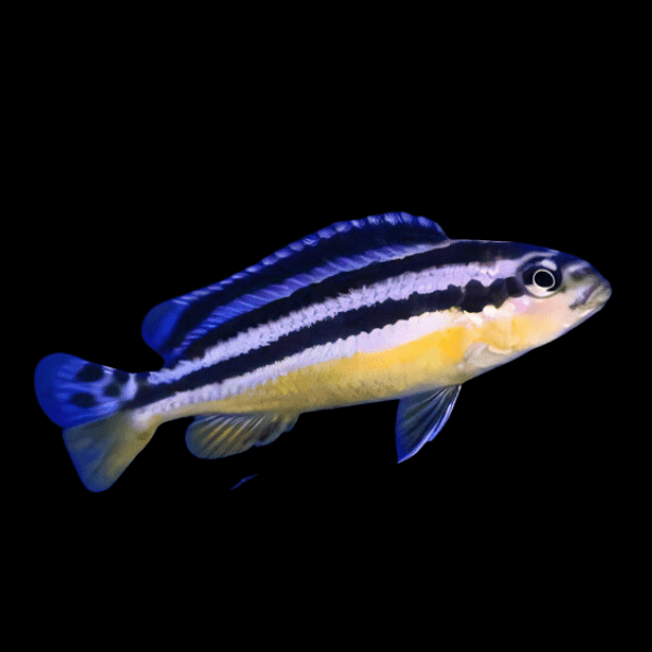Pseudotropheus Melanochromis Auratus Malawi African Cichlid - Real Aquatics