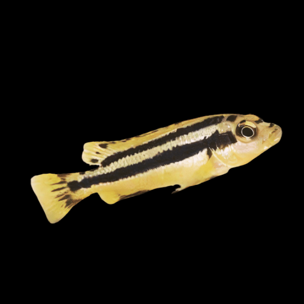 Pseudotropheus Melanochromis Chipokae Malawi African Cichlid - Real Aquatics