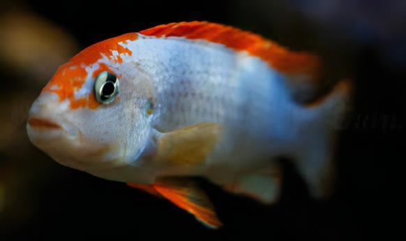 Pseudotropheus Ndumbi Red Top Malawi African Cichlid - Real Aquatics