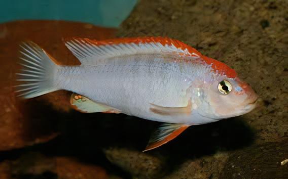 Pseudotropheus Ndumbi Red Top Malawi African Cichlid - Real Aquatics