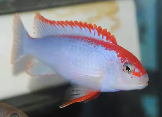 Pseudotropheus Ndumbi Red Top Malawi African Cichlid - Real Aquatics