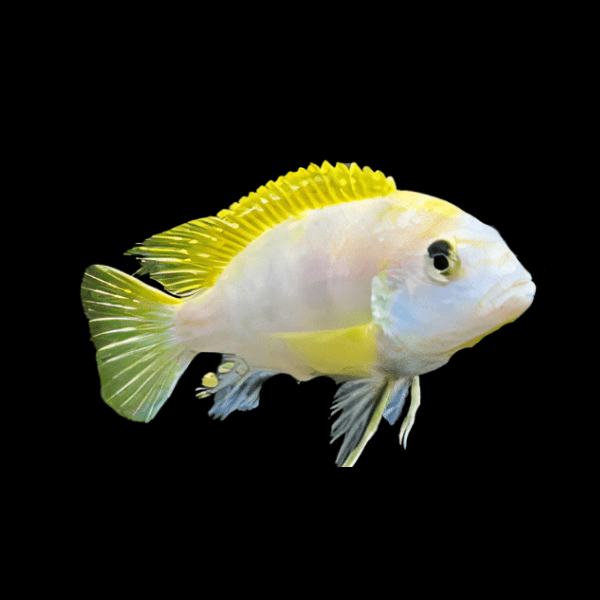 Pseudotropheus Pearlmutt Malawi African Cichlid - Real Aquatics