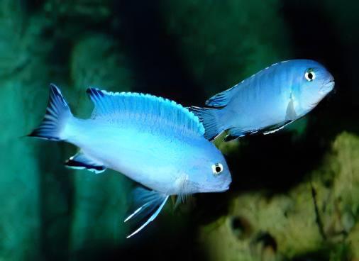 Pseudotropheus Pindani Malawi African Cichlid - Real Aquatics