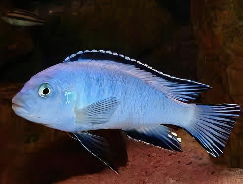 Pseudotropheus Pindani Malawi African Cichlid - Real Aquatics