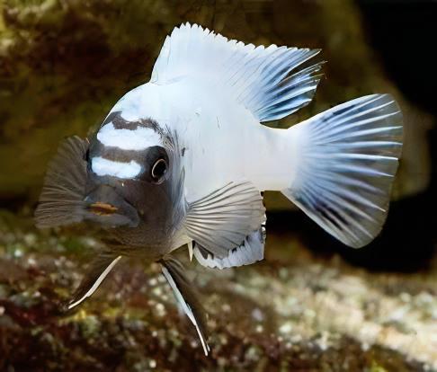 Pseudotropheus Polit Lions Cove Malawi African Cichlid - Real Aquatics