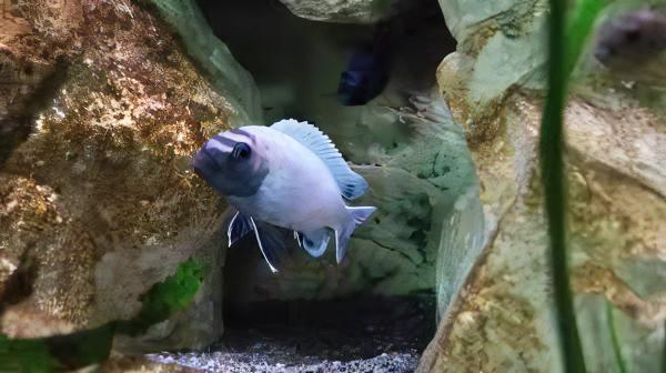 Pseudotropheus Polit Lions Cove Malawi African Cichlid - Real Aquatics