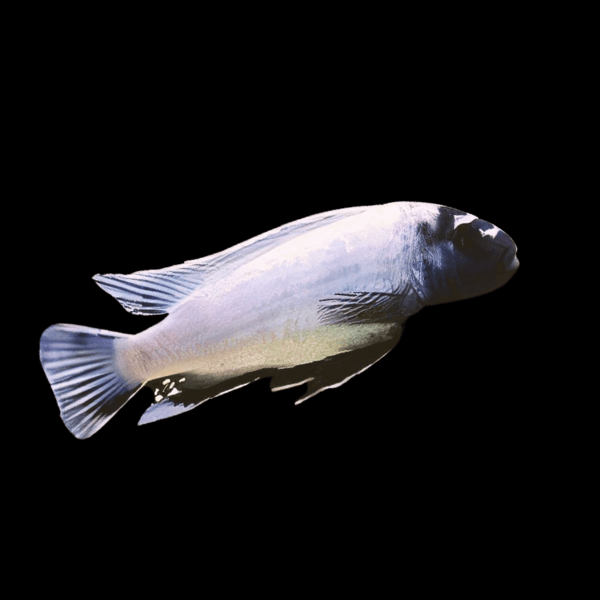 Pseudotropheus Polit Lions Cove Malawi African Cichlid - Real Aquatics