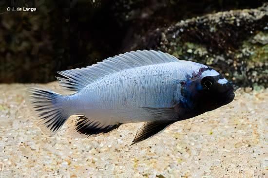 Pseudotropheus Polit Lions Cove Malawi African Cichlid - Real Aquatics