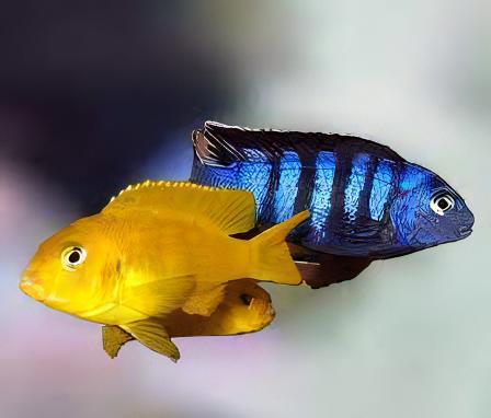 Pseudotropheus Saulosi Malawi African Cichlid - Real Aquatics