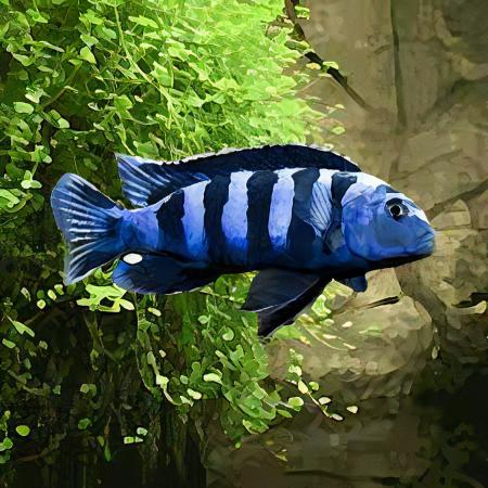 Pseudotropheus Saulosi Malawi African Cichlid - Real Aquatics